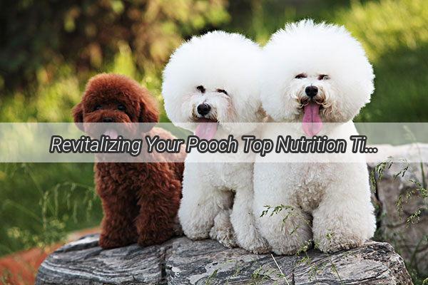 Revitalizing Your Pooch Top Nutrition Tips for PostFracture Canine Care